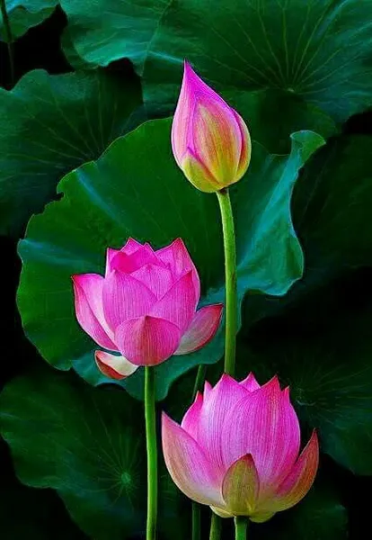 Lotus Seeds - Pink & Red Lotus Flowers 5 Seeds