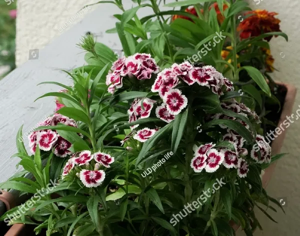 Sweet William Mixed 20 Seeds For Gardens And Balcony