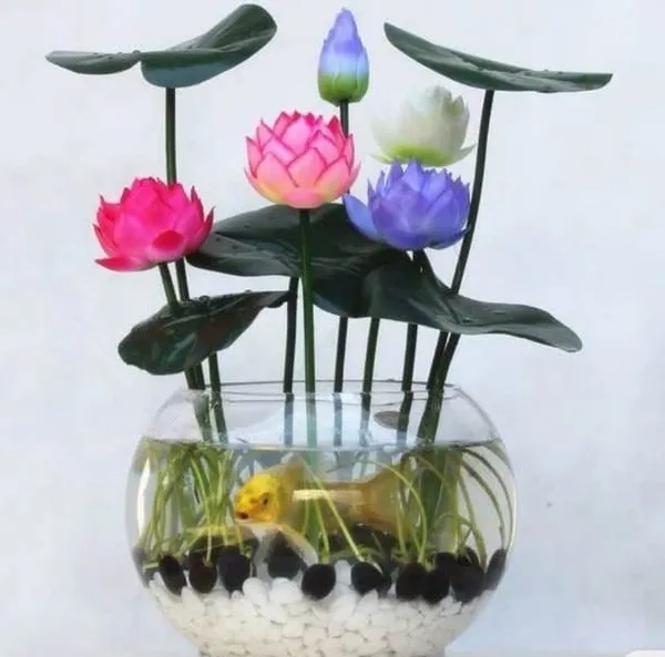 4 Types Of Mixed Bonsai Lotus Flowers 8 Seeds For Narayan And Laxmi Pujan