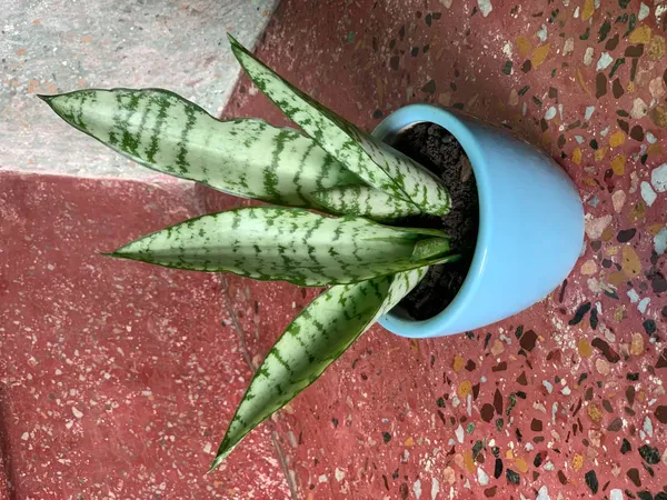 Ceramic Small Flower Plant Pots for Indoors Outdoor Home Garden