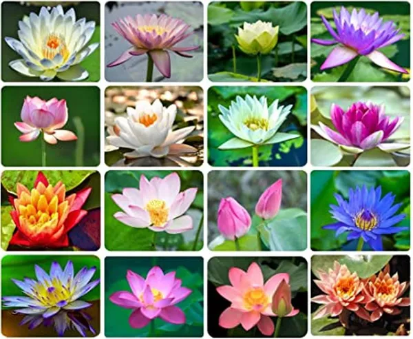 Mixed 10 Types Of Lotus Flowers 20 Seeds - 2 Seeds Each (Best For Laxmi Narayan Pujan All Time)