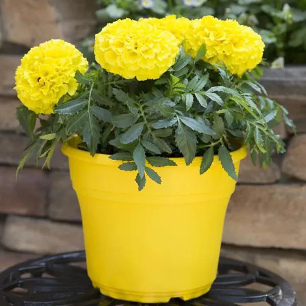 Marigold Jafri Mixed Flowers 20 Seeds For Garden And Balcony