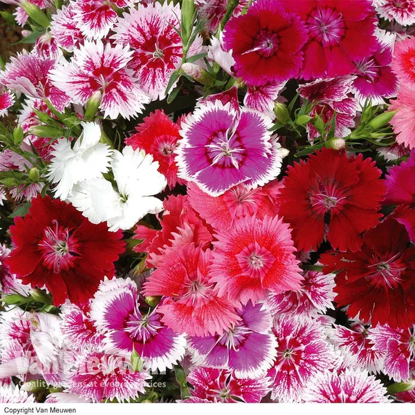 Dianthus 'Diamond Mixed' (Garden Ready) 20 Seeds For Gardens And Balcony