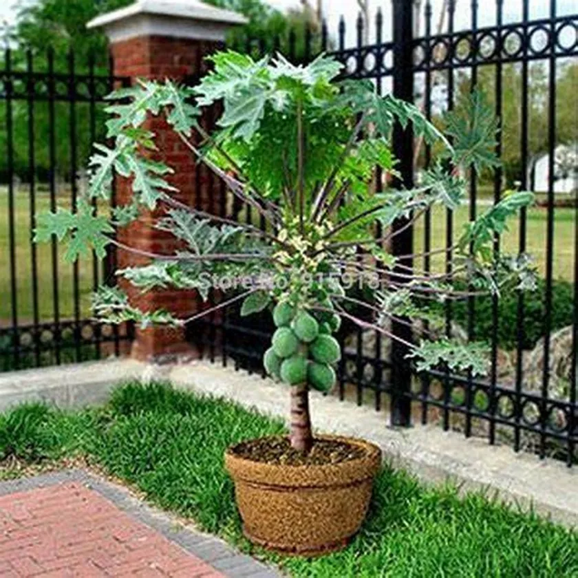 15 Plus Bonsai Papaya Tree Seeds- | SY Bazzar